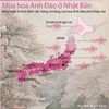 [Infographics] Mùa hoa Anh Đào rực rỡ ở Nhật Bản