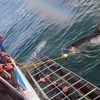 Kinh hãi cảnh cá mập điên cuồng cố ăn thịt nhóm thợ lặn