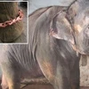 Phẫn nộ cảnh một con voi bị hành hạ suốt 7 năm trời