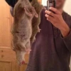 Liệu chuột khổng lồ ở Anh có ăn thịt người như tin đồn?