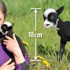 Chú cừu nhỏ nhất thế giới suýt mất mạng trong khi sinh