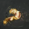 Phát hiện 4 côn trùng quái dị có cơ quan sinh dục trái ngược