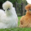 Vẻ đẹp lạ lùng của loài gà Silkie trông như "chó lông xù"