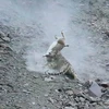 Nín thở với cảnh báo tuyết ẩn mình săn mồi ở Himalaya