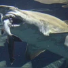 Sởn gai ốc cảnh cá mập nuốt đồng loại ở công viên thủy cung