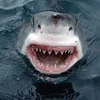 Gần 200 con cá mập quý hiếm bị “truy sát” tại Australia