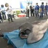Bắt được con cá mập "ngoài hành tinh" cực hiếm ở Nhật Bản