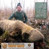 Con gấu xám khổng lồ cao tới gần 3m bị bắn hạ ở Alaska