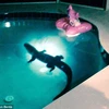 Tá hỏa khi thấy con cá sấu đang rình mồi trong bể bơi gia đình
