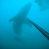 Thợ lặn may mắn sống sót khi đối mặt với cá mập trắng