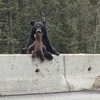 Cận cảnh gấu mẹ cứu con kịch tính trên đường cao tốc