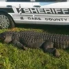 Cá sấu khổng lồ bị ôtô đâm chết khi băng qua đường cao tốc