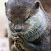 Hình ảnh xúc động: Con rái cá chắp tay "cầu nguyện" trước bữa ăn