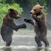 Hai chú gấu nâu bắt tay và nhảy múa khi tình cờ gặp nhau