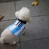 Những chú chó ở Argentina cũng sống trong không khí World Cup
