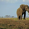 Chú voi khổng lồ có cặp ngà đẹp nhất thế giới bị sát hại dã man