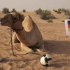 “Siêu tiên tri” lạc đà đưa ra dự đoán trận Đức-Bồ Đào Nha
