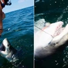 Câu con cá mập trắng khổng lồ chỉ để chụp ảnh "tự sướng"