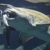 Sinh vật bí ẩn ăn thịt con cá mập trắng khổng lồ đã "lộ diện"?