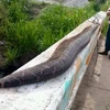Dân làng truy sát con rắn khổng lồ có thể nuốt chửng trẻ em
