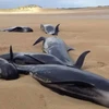 Bốn con cá voi hoa tiêu bị chết oan uổng vì mắc kẹt trên bờ