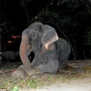Chú voi rơi lệ khi được tháo xích sau nửa thế kỷ bị hành hạ