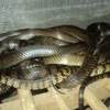 Quảng Trị: Thả 13 cá thể rắn quý hiếm về môi trường tự nhiên