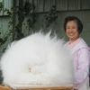 Con thỏ ngộ nghĩnh có bộ lông khác thường dài tới 26cm