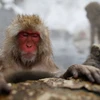 Khỉ sống gần Fukushima có khả năng đã nhiễm phóng xạ