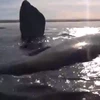 Suýt bị nhấn chìm vì cố chèo thuyền vào gần cá voi khổng lồ