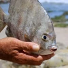 "Loài cá ăn tinh hoàn" nguy hiểm ở Nam Mỹ bất ngờ xuất hiện tại Nga