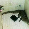 Chủ nhà bị sốc khi phát hiện ra con cá sấu trong buồng tắm