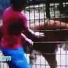 Cậu bé bị hổ cắn nát tay khi trèo qua hàng rào an ninh sở thú