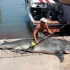 Câu được con cá mập hổ khổng lồ gần 400kg sau 7 tiếng vật lộn