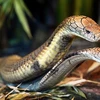 Vườn thú tạo điều kiện đặc biệt để 2 con rắn hổ mang chúa giao phối