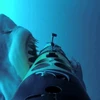 Cận cảnh hàm răng khủng khiếp của cá mập trắng khi đớp mồi