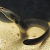 Con lươn trải qua 2 cuộc chiến tranh thế giới qua đời ở tuổi 155