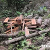 Mexico: Quản lý yếu kém, hơn 30% diện tích rừng bị tàn phá