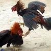 Nghệ An: Triệt phá, tạm giữ hơn 80 đối tượng chọi gà ăn tiền