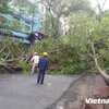 [Video] Nhiều cây to ở Thành phố Hồ Chí Minh bị đổ do mưa dông