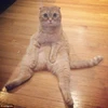Chú mèo bỗng dưng nổi tiếng nhờ dáng ngồi "lười nhất thế giới"