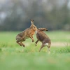 Những bức ảnh động vật hoang dã tuyệt đẹp đạt giải thưởng ở Anh