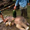 Bức ảnh chú voi con bị giết hại dã man ở Indonesia gây phẫn nộ