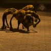 "Chó nhện khổng lồ" làm chao đảo trang chia sẻ video YouTube