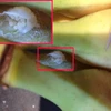 Phát hiện trứng loài nhện cực độc trong quả chuối ở siêu thị