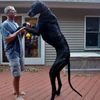 Chú chó cao nhất thế giới qua đời khi chuẩn bị đón sinh nhật lần 6