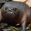 Loài ếch "quái vật" có vẻ mặt và thân hình cực kỳ đáng sợ