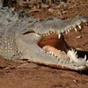 Cá sấu bị chọc thủng mắt khi tấn công người đàn ông say rượu