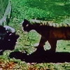 Hổ trắng cắn chết người thanh niên dại dột ngay trong vườn thú