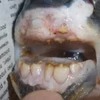Bắt được chú cá vô cùng kỳ lạ có hàm răng như của con người